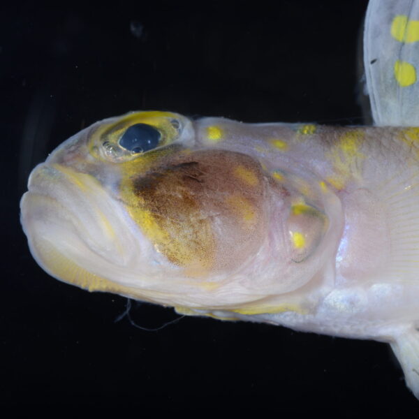 Newly find fishes 新顔の魚たち