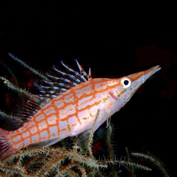 Members 仲間たち