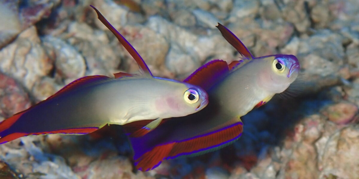 Books 書籍 - 小枝研究室