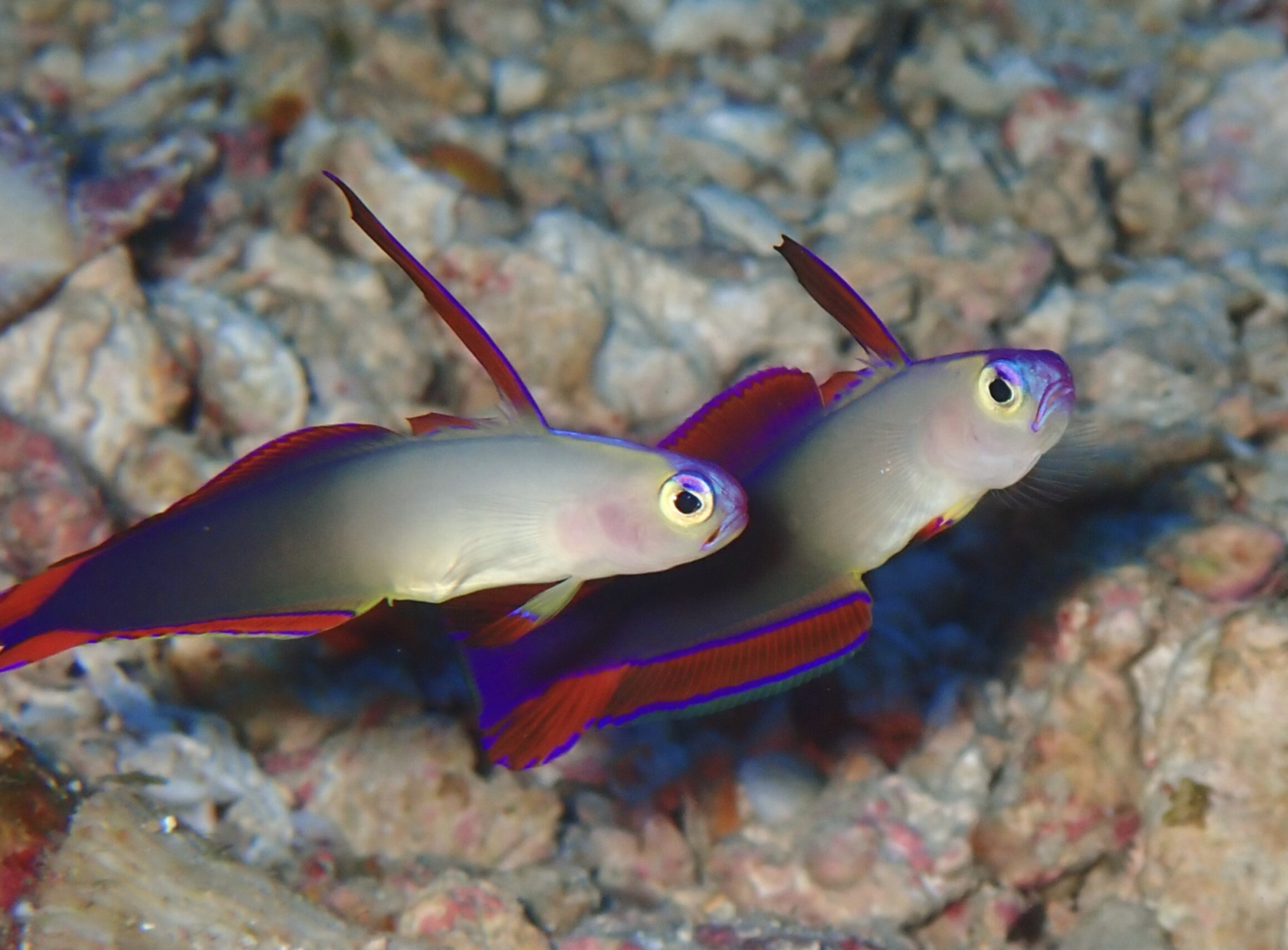 Books 書籍 - 小枝研究室