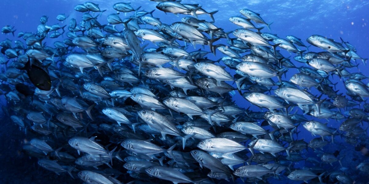 Donation 気になる魚をみつけたら