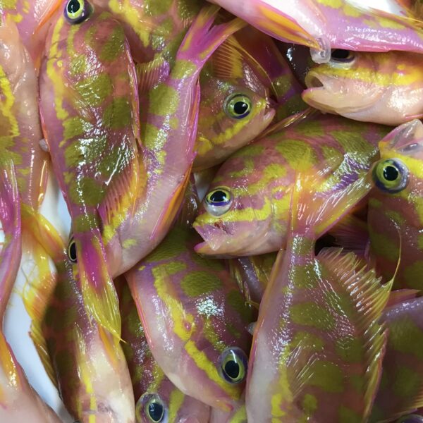 Twilight Fishes