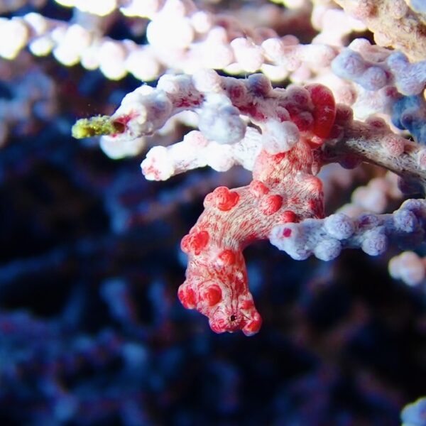 掃除魚のつぶやきvol. 17